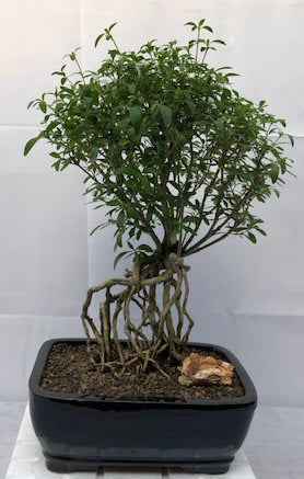 Chinese Flowering White Serissa Bonsai TreeTree of a Thousand